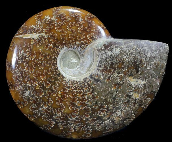 Polished, Agatized Ammonite (Cleoniceras) - Madagascar #59875